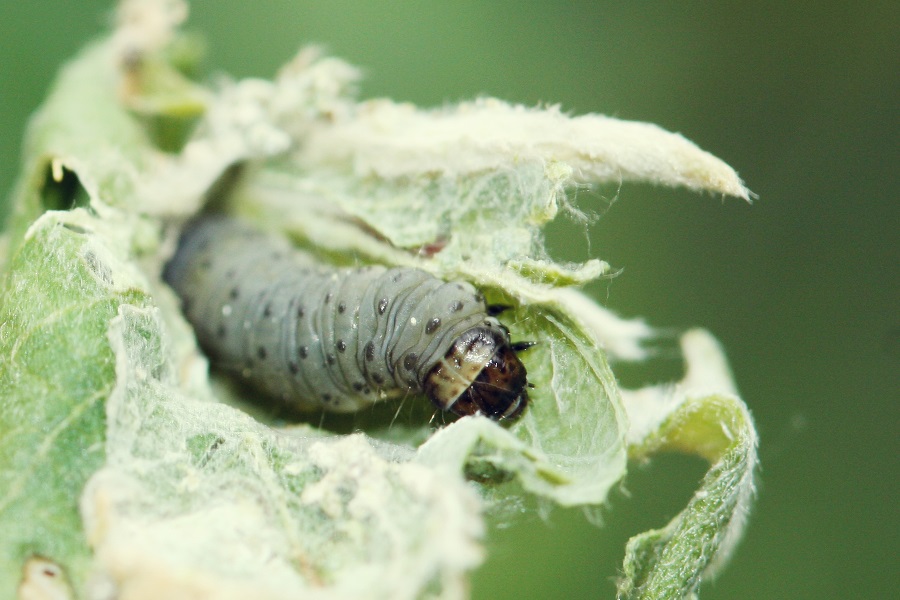 Tígulvefari_minni_BH (2).jpg